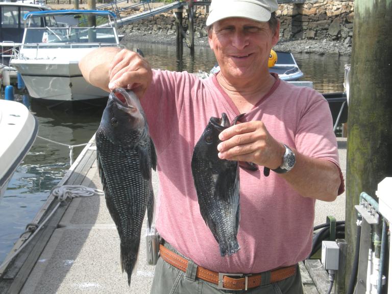 seabass